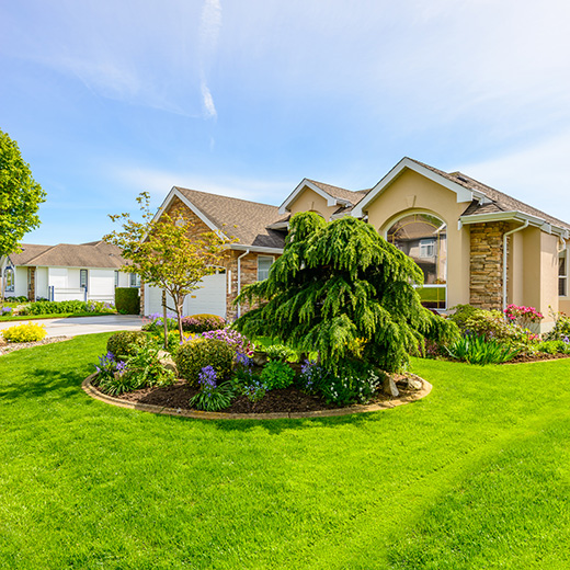 house with large green bush